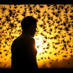 Dlaczego komary gryzą tylko niektóre osoby częściej niż inne?